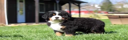 Bernese Mountain Dog dogs for sale: Drew - Ad 9