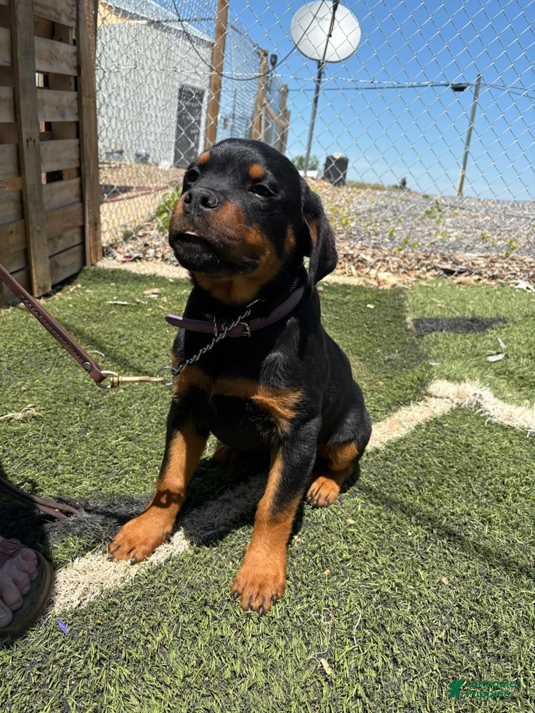 Rottweiler dogs for sale: Sweet Pea - Ad 4