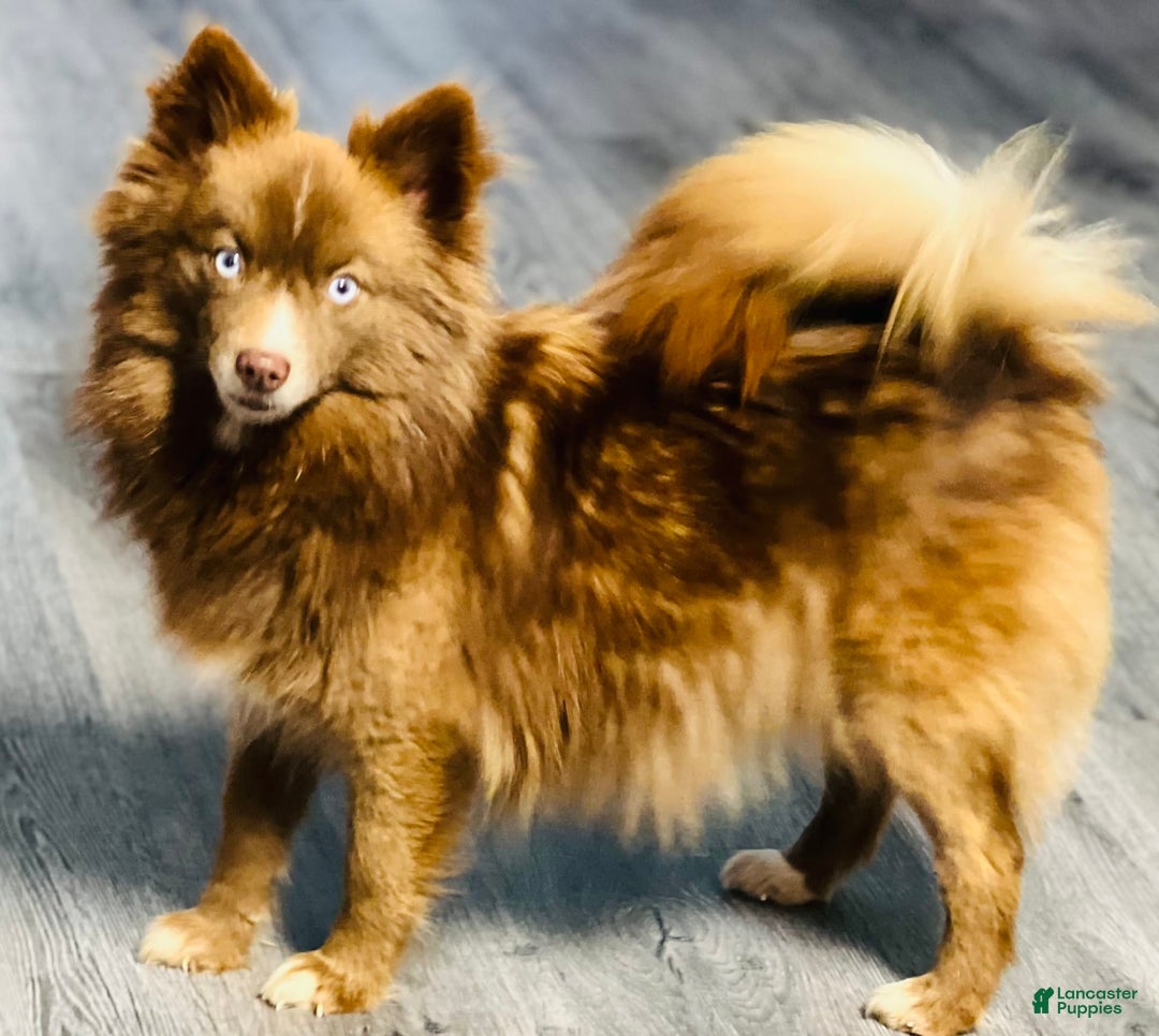 Gallery Image {{count}}