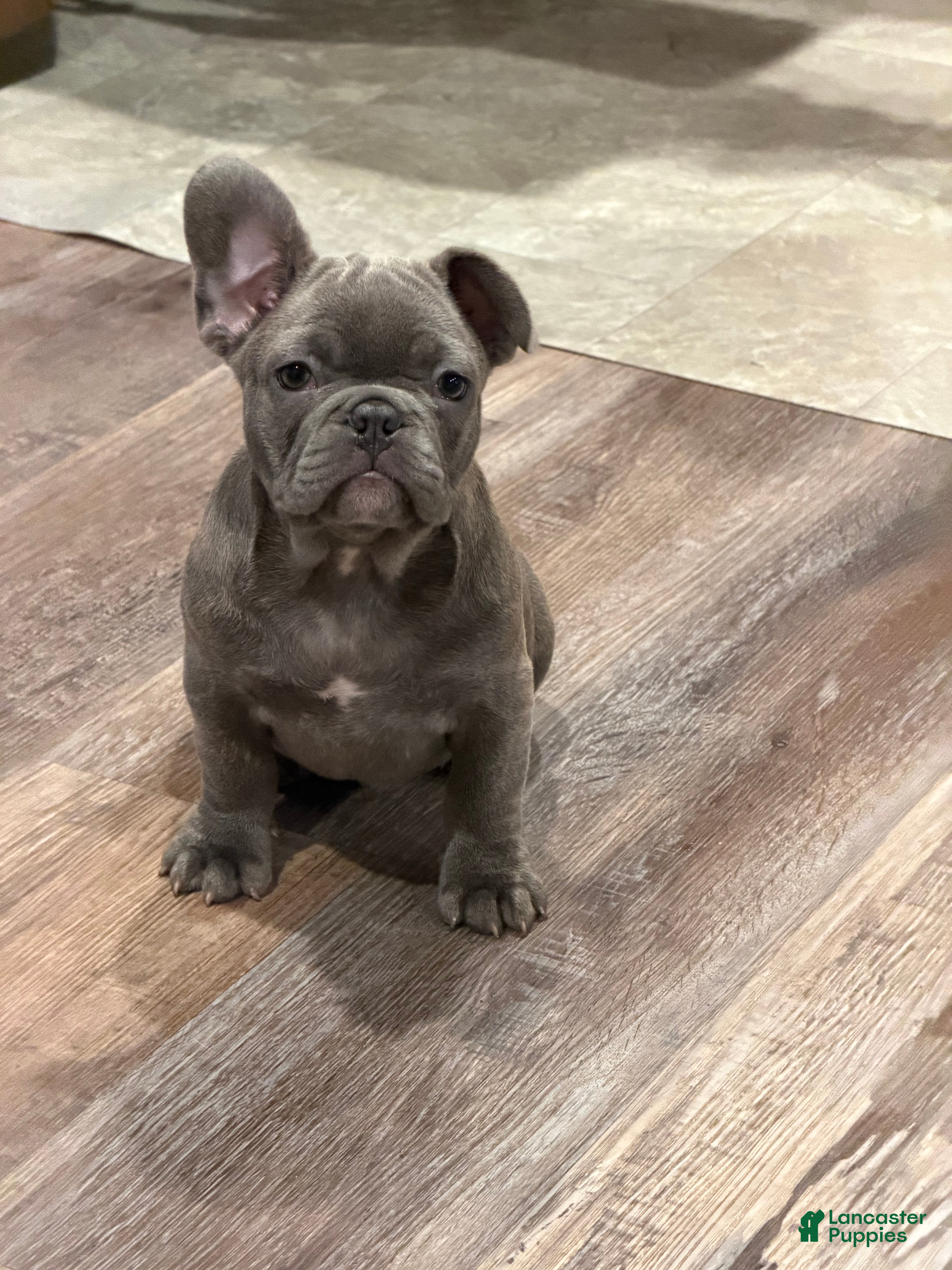 French Bulldog dogs French Bulldog 1 - Ad 2
