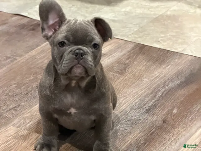 French Bulldog dogs French Bulldog 1 - Ad 2