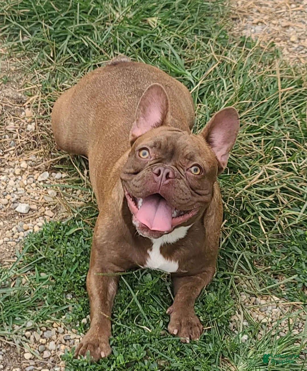 French Bulldog dogs for sale: French Bulldog Puppy 2 - Ad 4