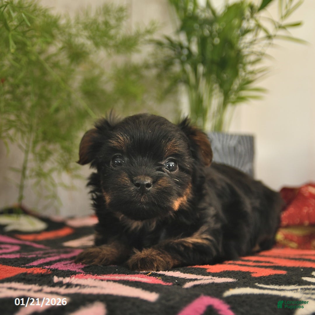 Yorkshire Terrier dogs for sale: Sweetie  - Ad 4