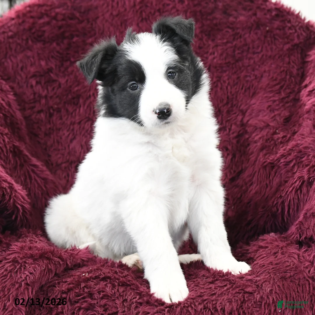 Border Collie dogs for sale: Bianca - Ad 2