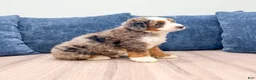 Mini Bernedoodle dogs for sale: Daisy - Ad 8