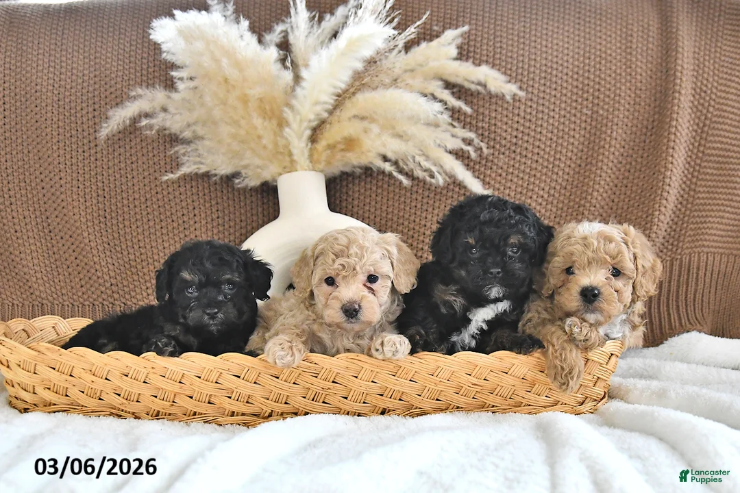 Toy Poodle dogs for sale: Lance  - Ad 5