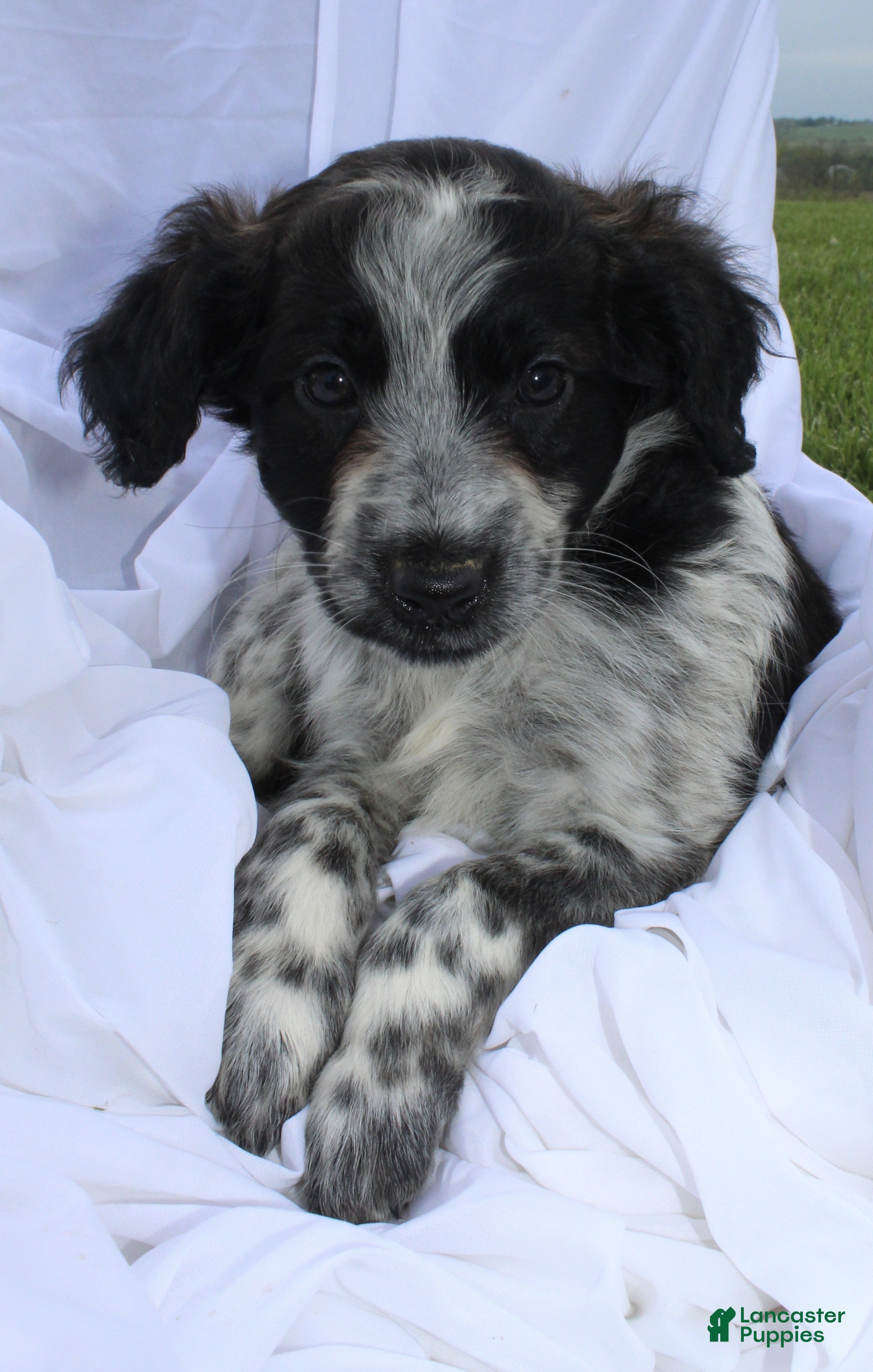 Portuguese Water Dog dogs Mia - Ad 2