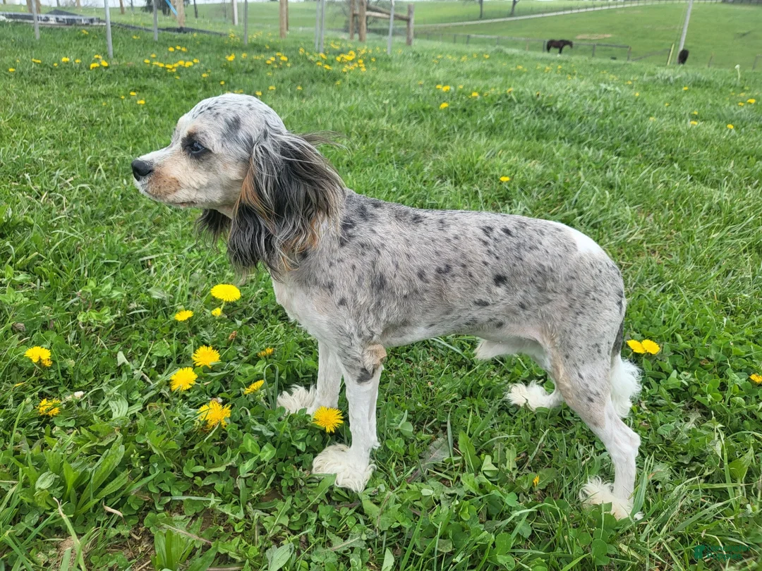 Cavapoo dogs for sale: Cavapoo Puppy 1 - Ad 1