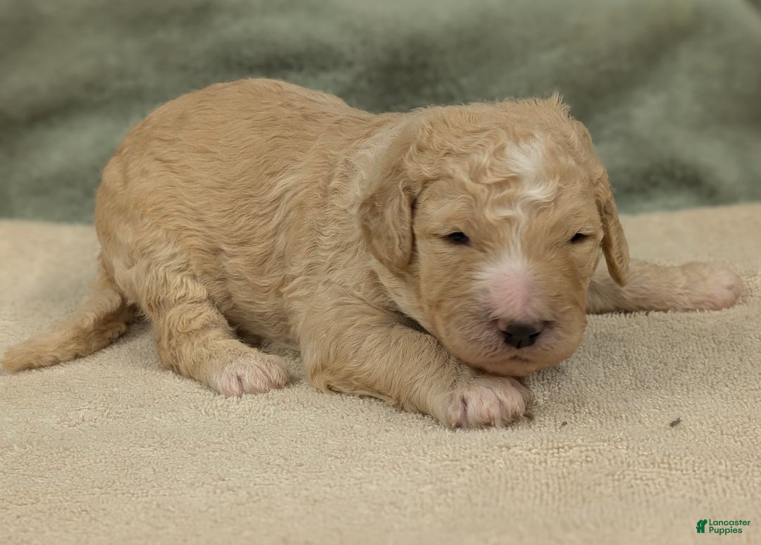 Sheepadoodle dogs for sale: Bronson - Ad 8