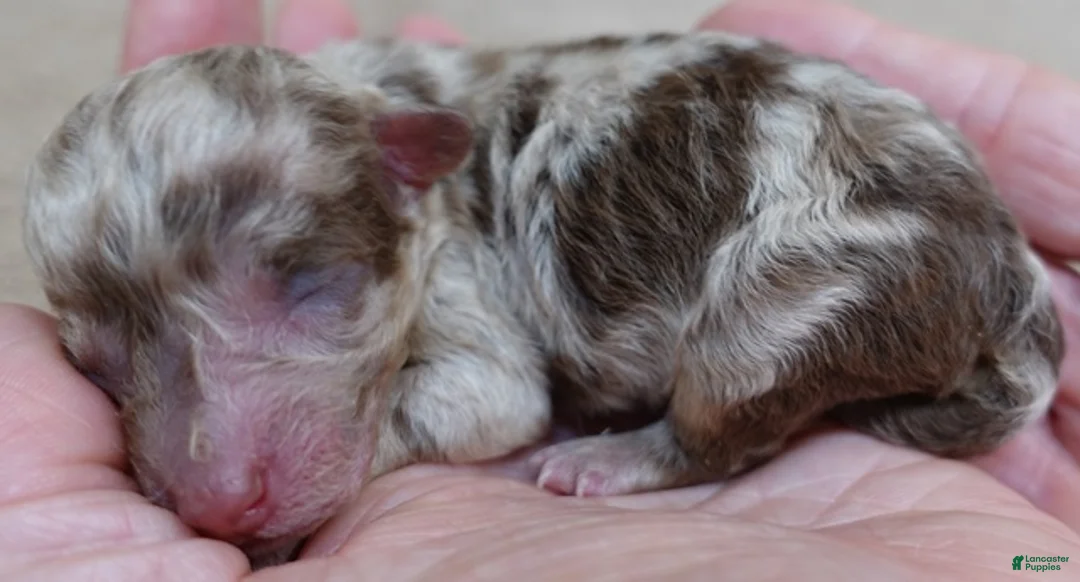 Toy Poodle dogs for sale: Chocolate merle rarest color in the world neutered - Ad 5