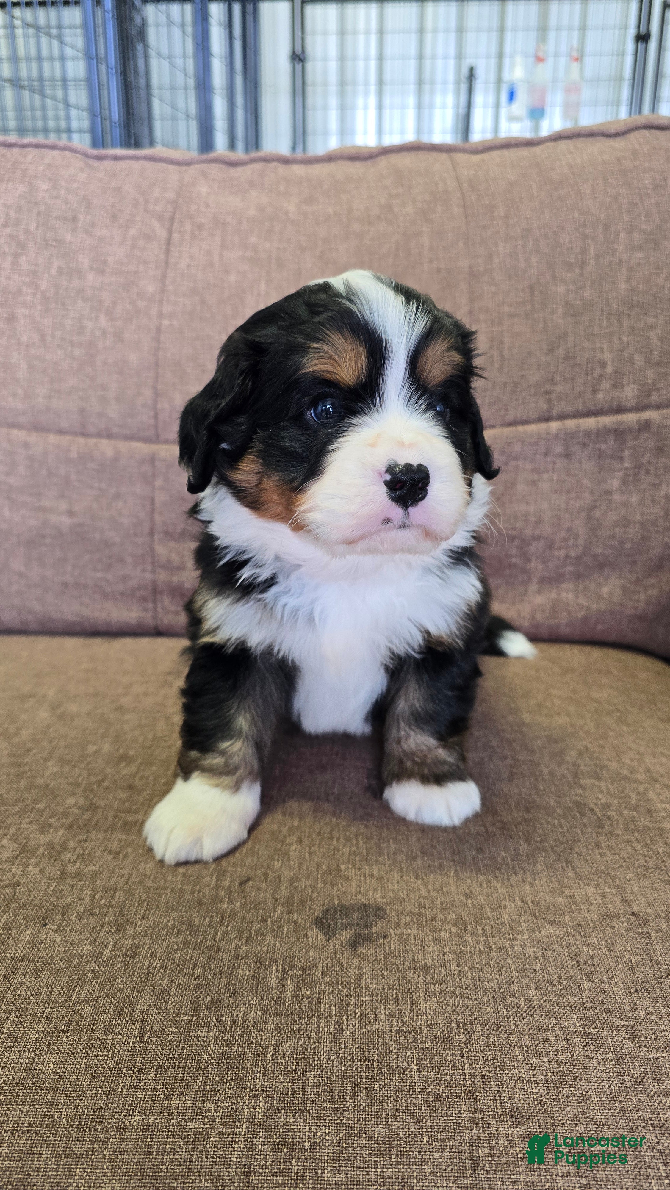 Miniature Bernese Mountain Dog dogs Negroni  - Ad 2