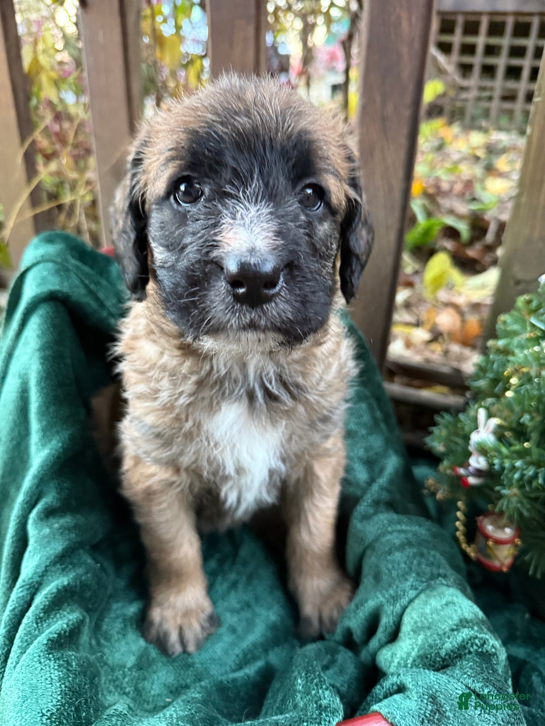 Mixed Breed dogs for sale: Opal - Ad 9