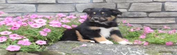 Australian Shepherd dogs for sale: Posie  - Ad 5