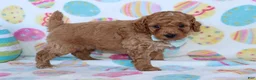 Miniature Poodle dogs for sale: Riley - Ad 3