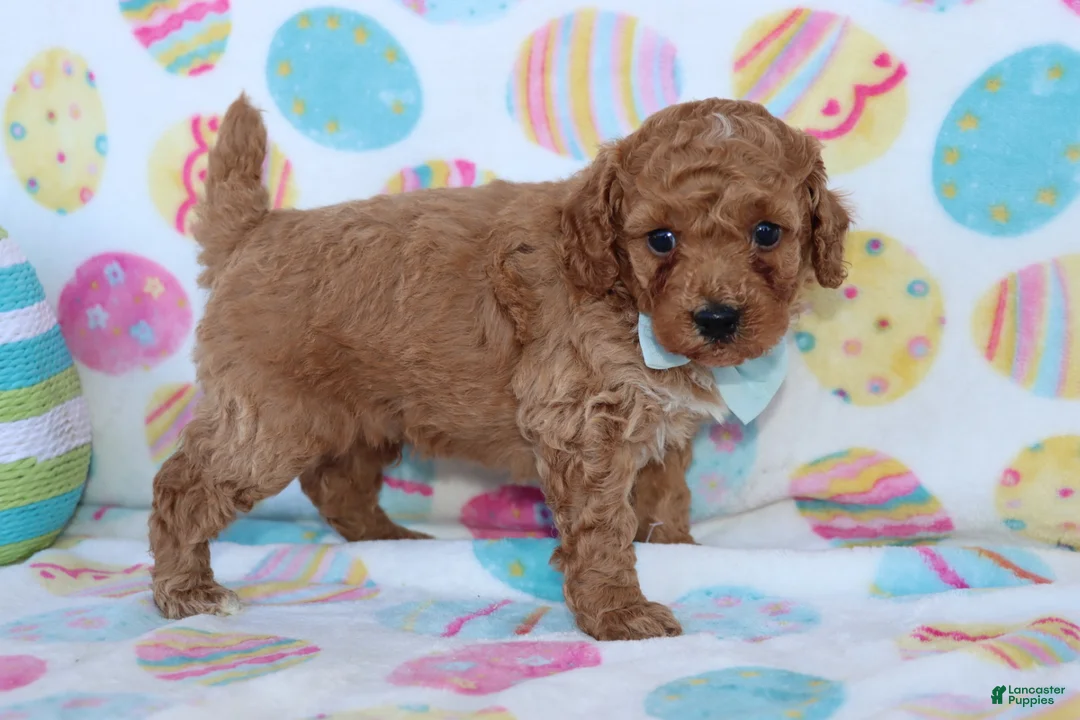 Miniature Poodle dogs for sale: Riley - Ad 3