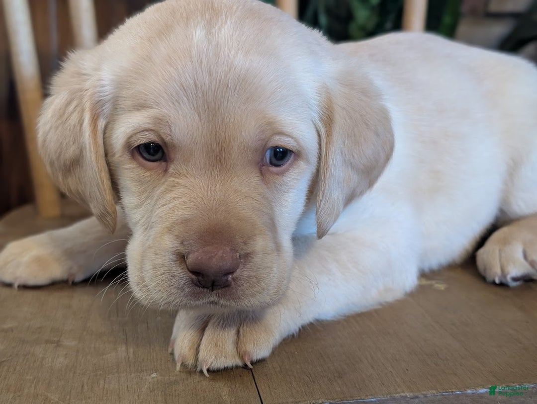 Labrador Retriever dogs for sale: River - Ad 4