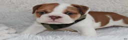 English Bulldog dogs for sale: AKC Ozzy - Ad 6
