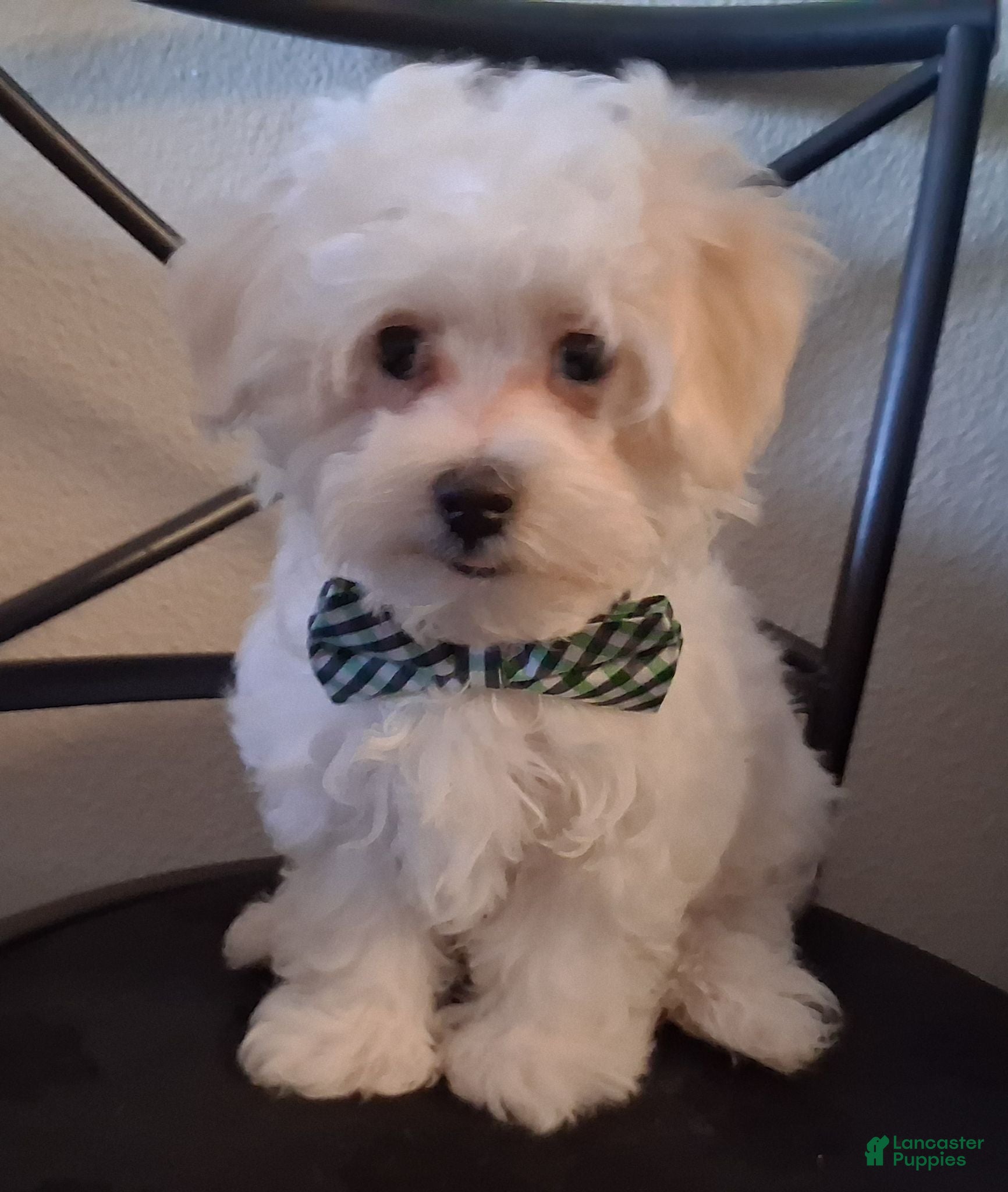 Maltipoo dogs Amos - Ad 2
