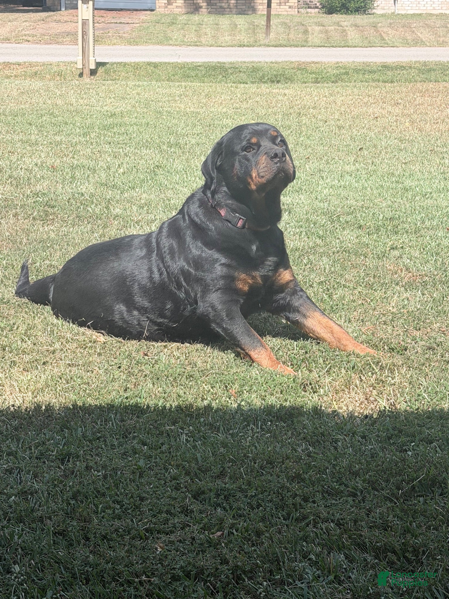 Rottweiler dogs Rottweiler 4 - Ad 12