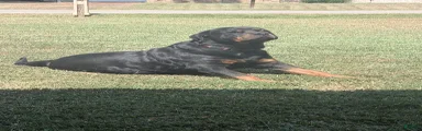 Rottweiler 4