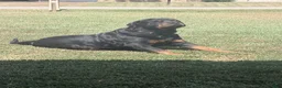 Rottweiler dogs for sale: Rottweiler 4 - Ad 1