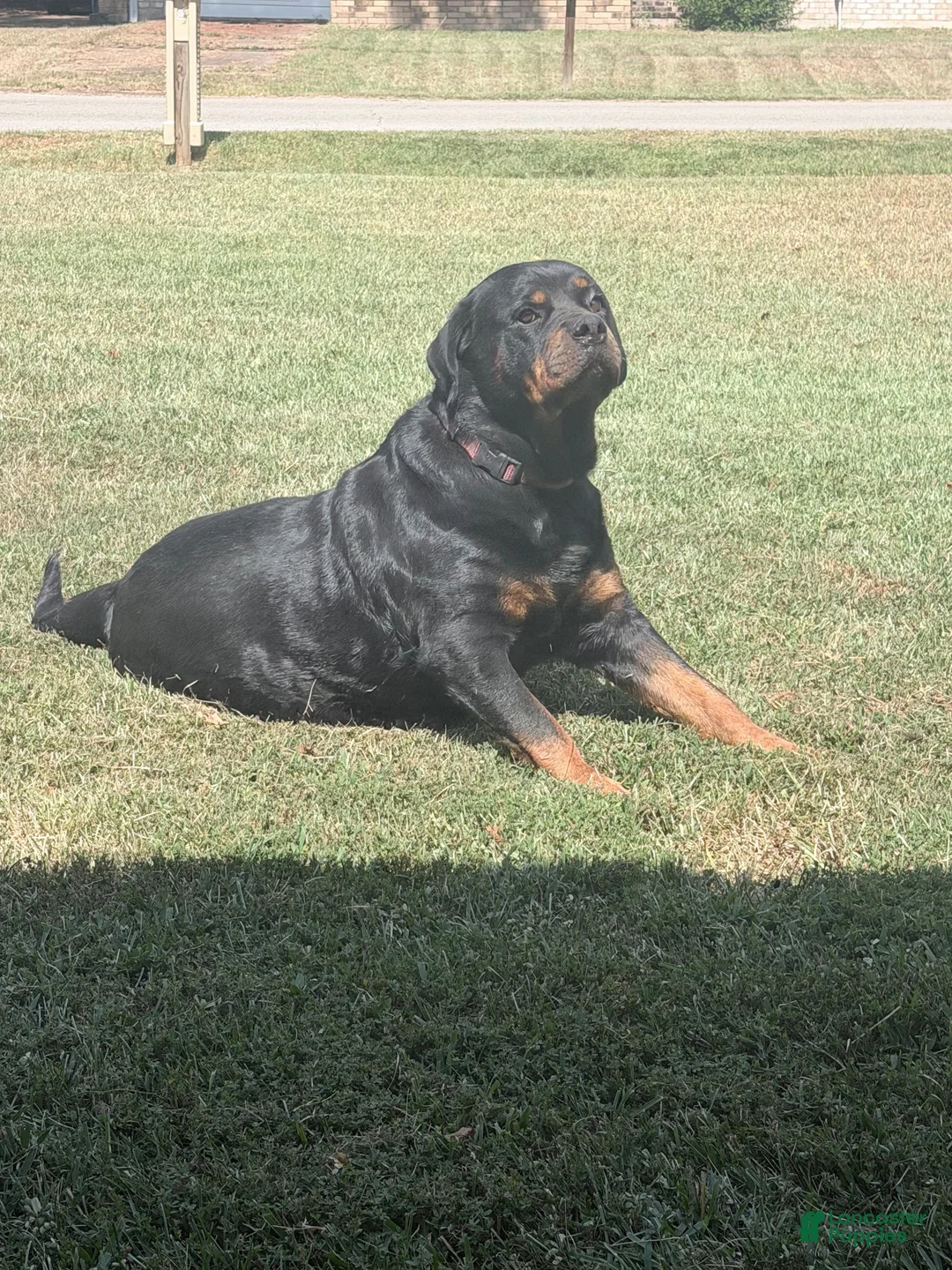 Rottweiler dogs for sale: Rottweiler 4 - Ad 1