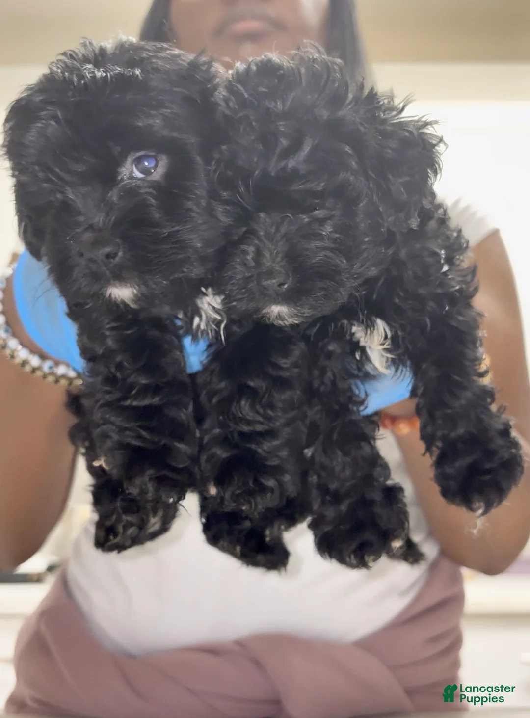 Maltipoo dogs for sale: Kiwi 🥝  - Ad 2