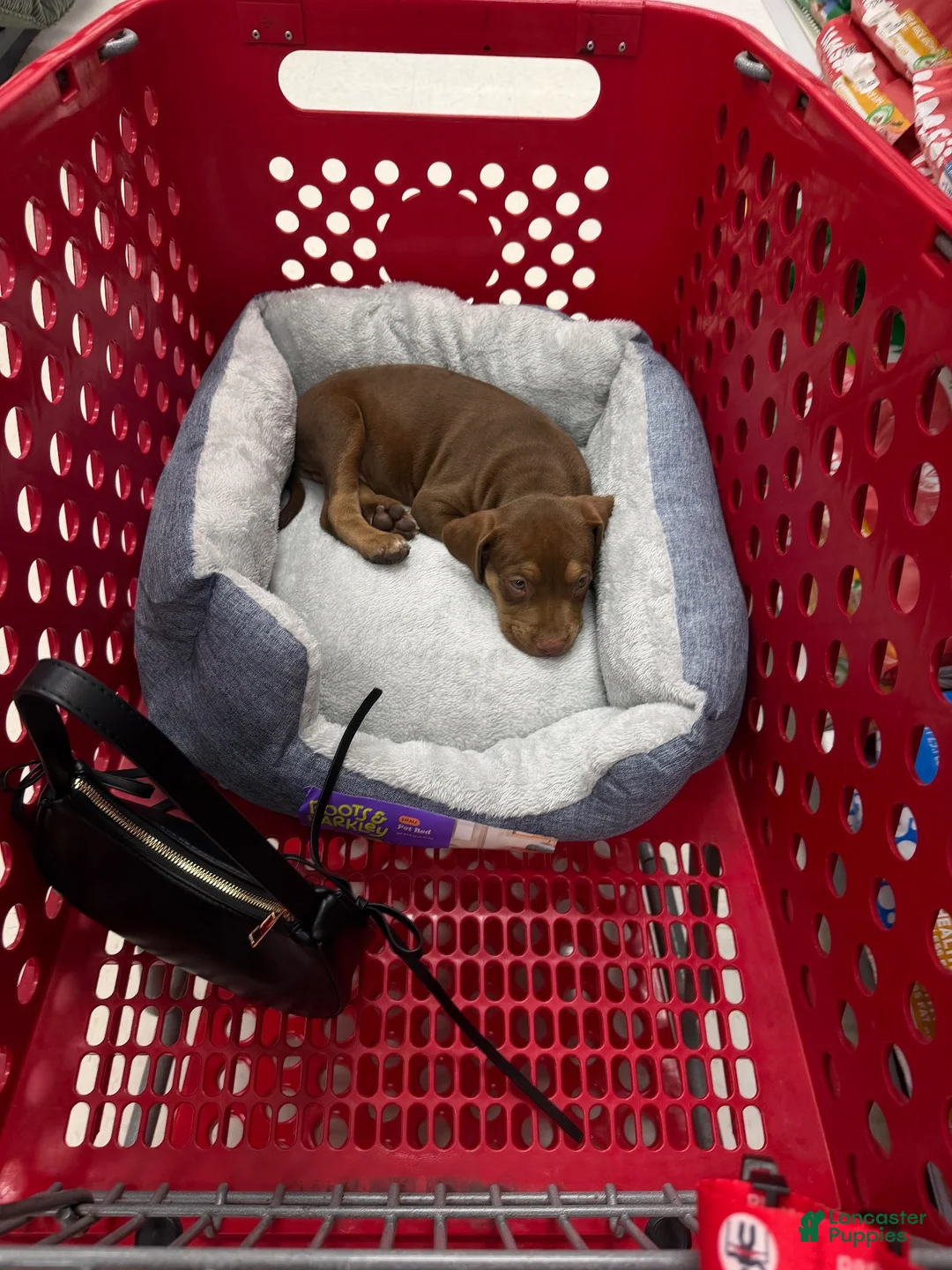 American Pit Bull Terrier dogs for sale: American Pit Bull Terrier 1 - Ad 3