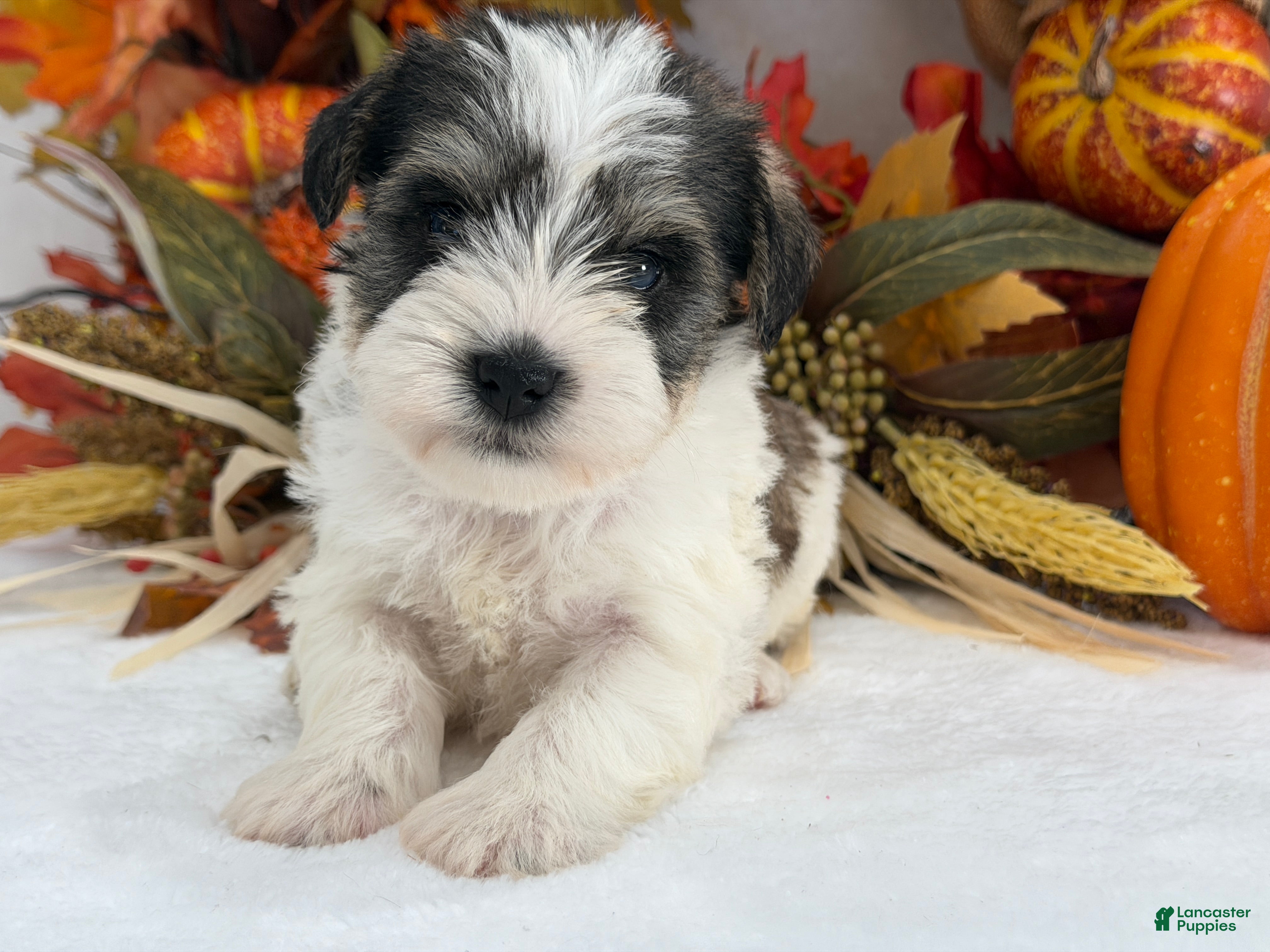 Miniature Schnauzer dogs for sale: Kora Male 5 - Ad 29