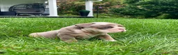 English Bulldog dogs for sale: Dicky - Ad 8
