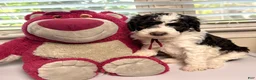 Mixed Breed dogs for sale: 🤠 Jessie - Ad 2