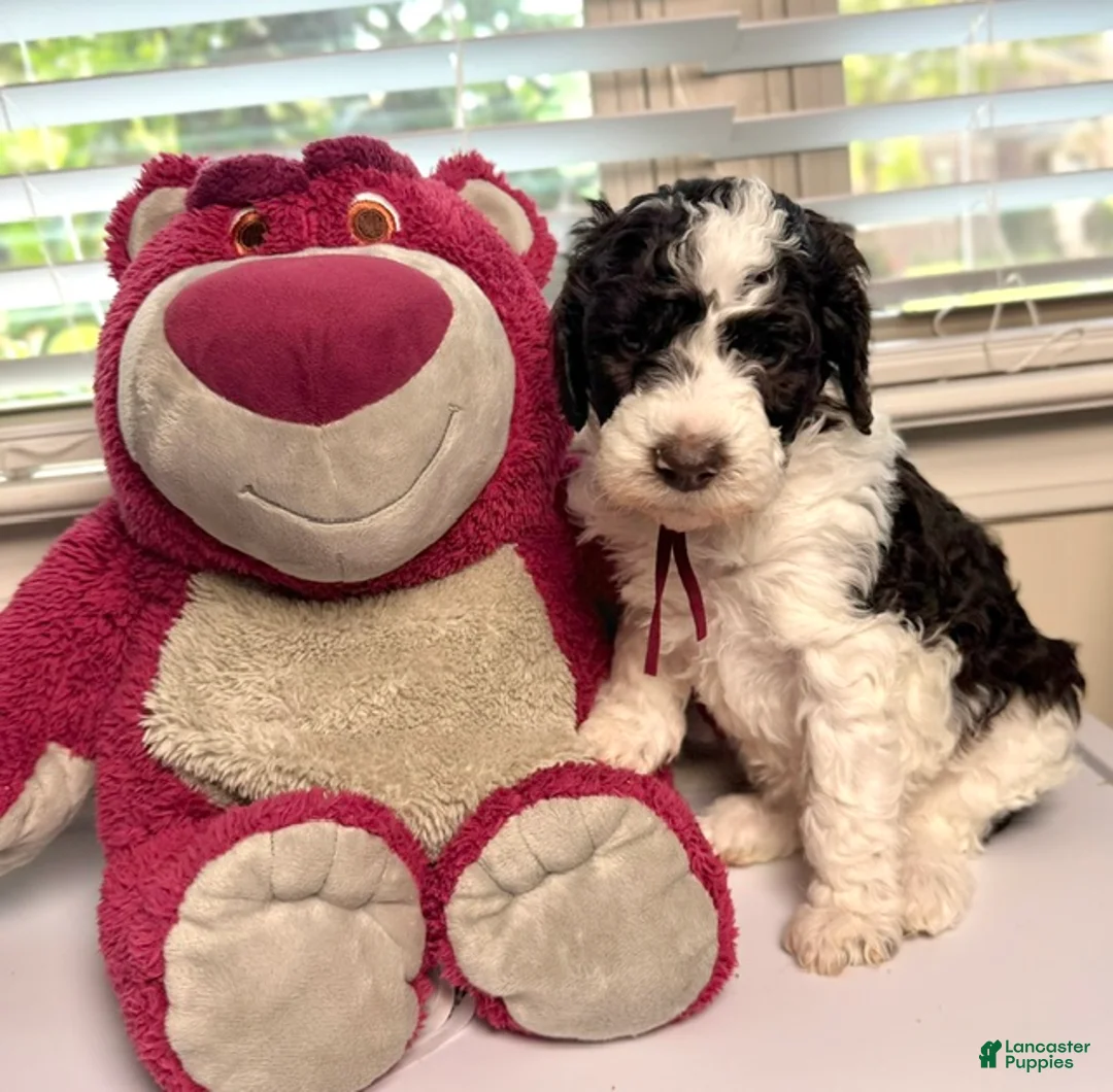 Mixed Breed dogs for sale: 🤠 Jessie - Ad 2