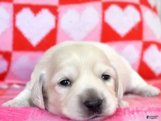 Miniature Dachshund dogs Sugar - Ad 5