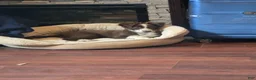 Miniature Australian Shepherd dogs for sale: Miniature Australian Shepherd 1 - Ad 4