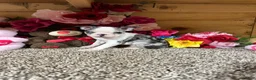 Boston Terrier dogs for sale: Boston Terrier 5 - Ad 4