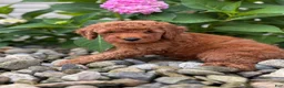 Whoodle dogs for sale: Mini Nevada ( Nev) - Ad 3