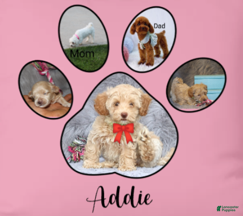Havapoo dogs Addie 👨‍👨‍👦‍👦💞🐕Miniature - Ad 4