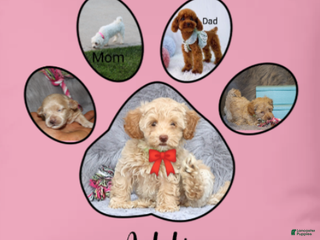 Havapoo dogs Addie 👨👨👦👦💞🐕Miniature - Ad 3