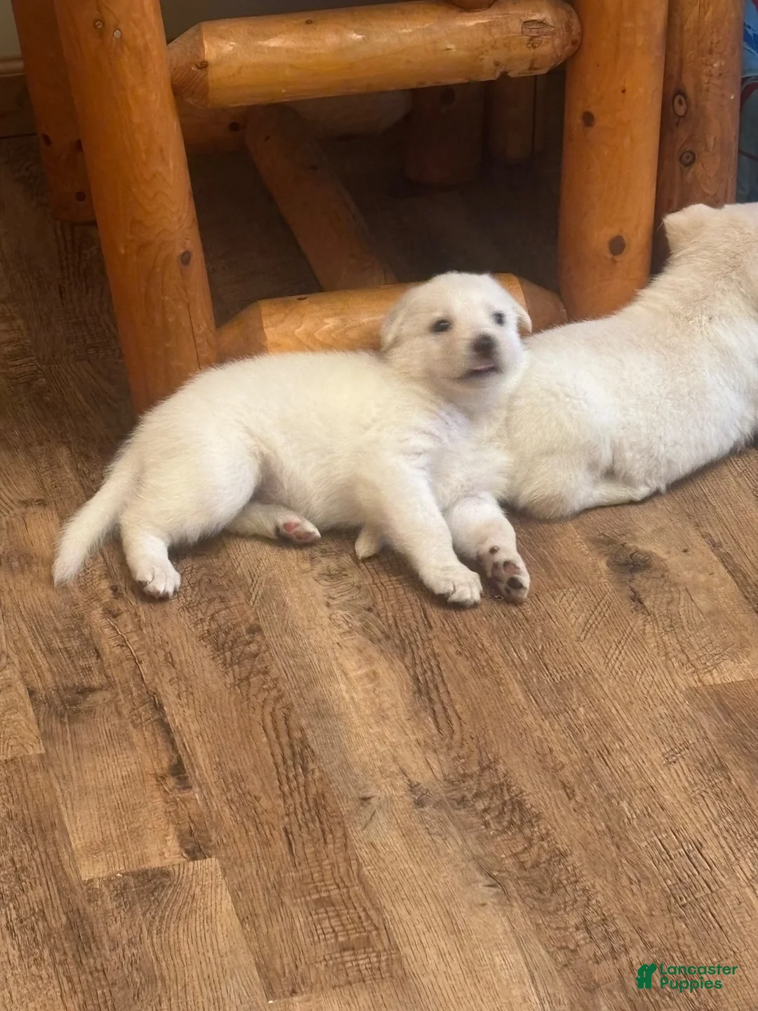 German Shepherd dogs for sale: German Shepherd 1 - Ad 3