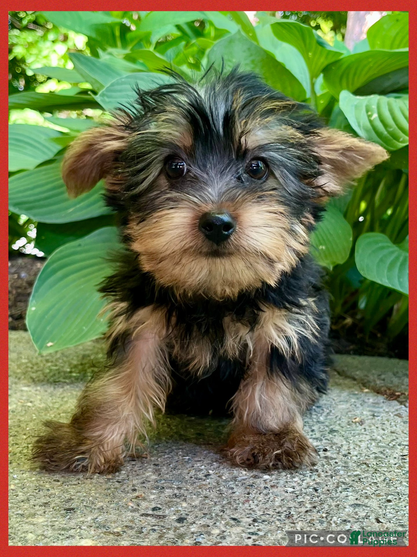 Yorkshire Terrier dogs Luca - Ad 1