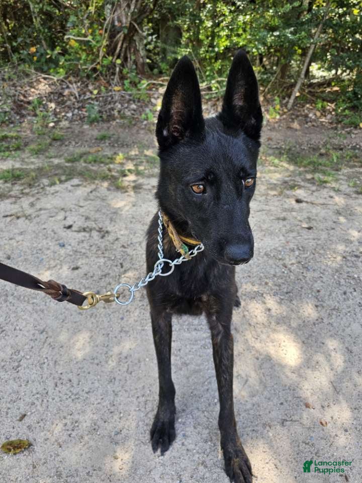 Dutch Shepherd dogs Mia - Ad 2