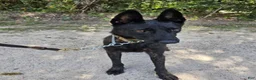 Dutch Shepherd dogs for sale: Mia - Ad 2