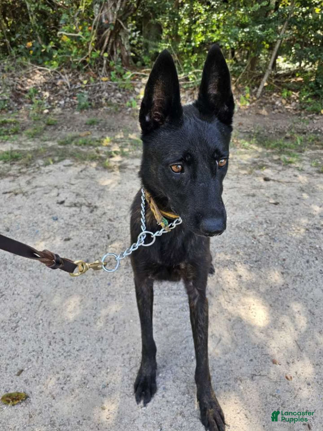 Dutch Shepherd dogs for sale: Mia - Ad 2
