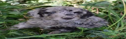 Standard Poodle dogs for sale: Standard Poodle 1 Chocolate Merle - Ad 7