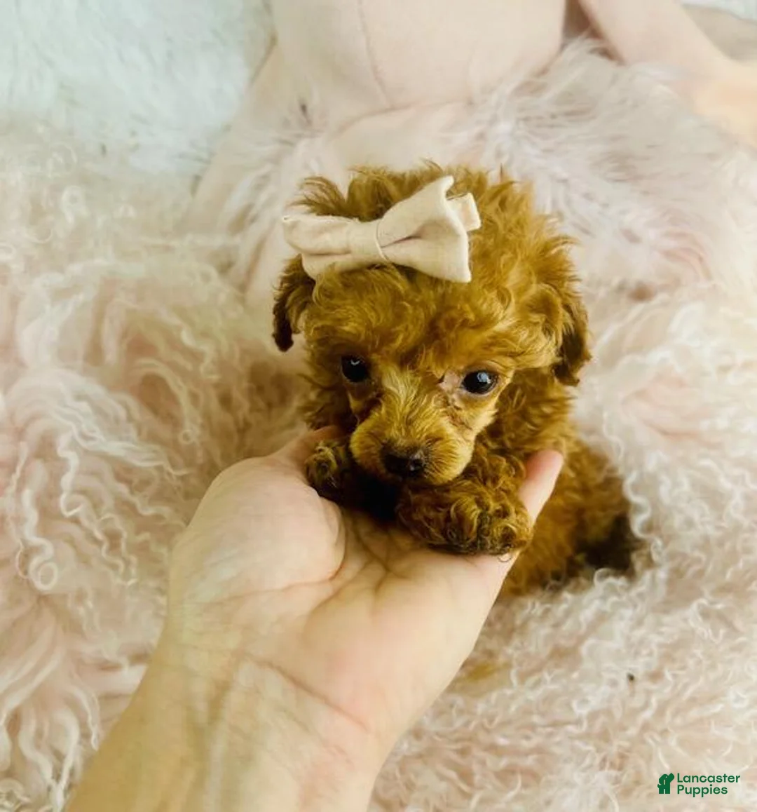 Toy Poodle dogs for sale: Toy Poodle Puppy 1 - Ad 5