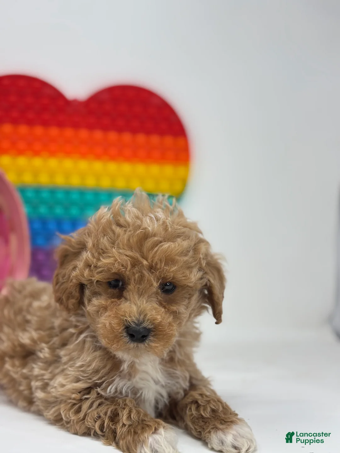 Mini Goldendoodle dogs for sale: Daniel - Ad 3