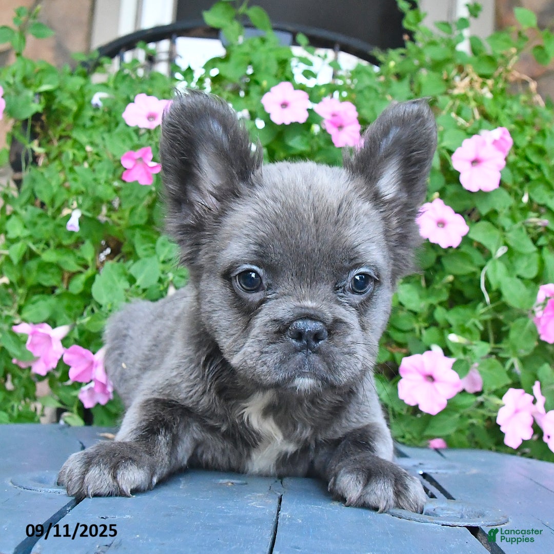 French Bulldog dogs for sale: Fluffy - Ad 4