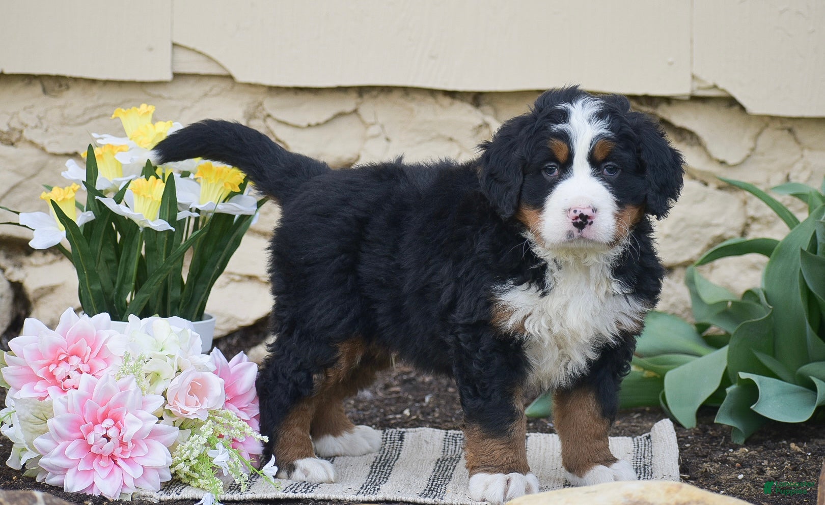 Bernese Mountain Dog dogs Slade - Ad 1