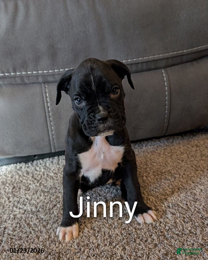 Boxer dogs Jinny - Ad 11