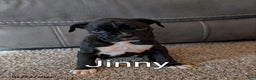 Boxer dogs for sale: Jinny - Ad 1